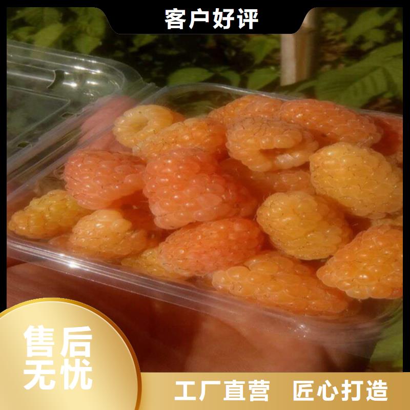 树莓桃树苗快速物流发货