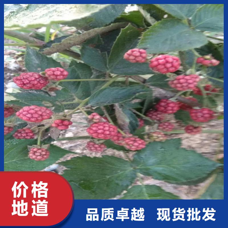 【树莓】梨树苗批发价格-轩园园艺场(普洱市分公司)