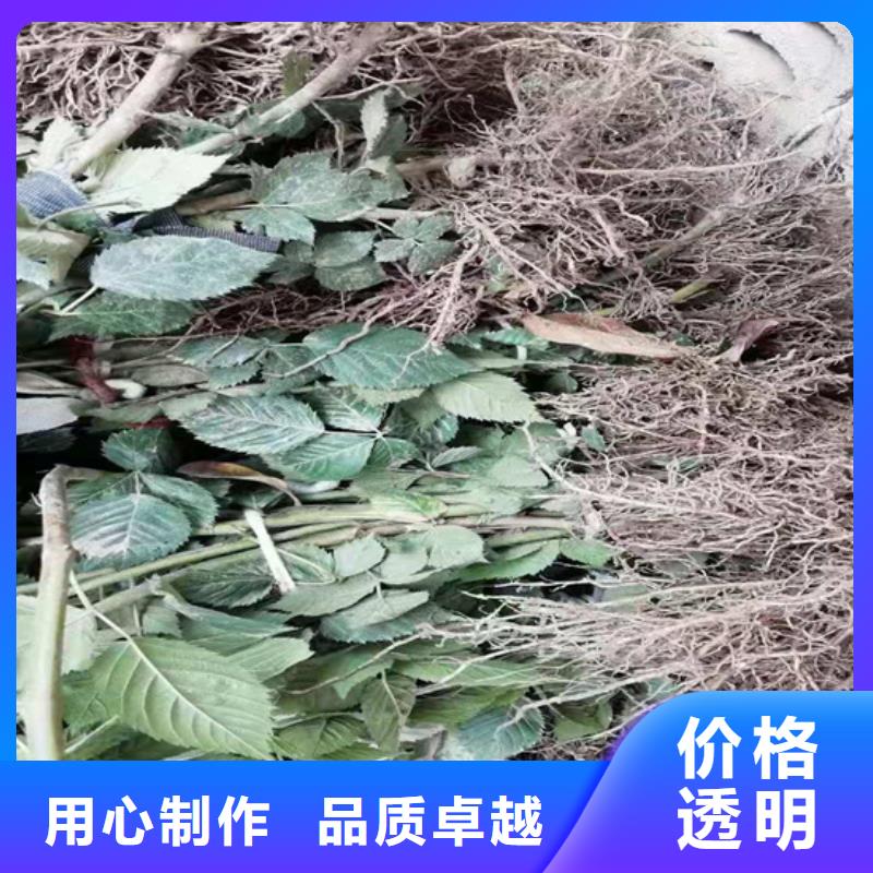 轩园石榴树苗【树莓】樱桃苗的简单介绍28354.com
