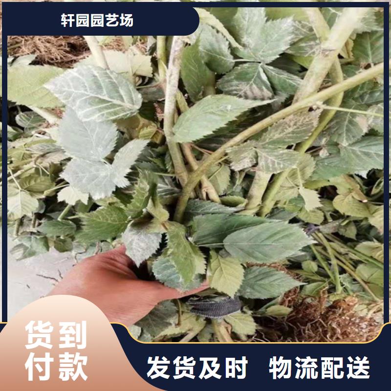 树莓樱桃苗品质商家