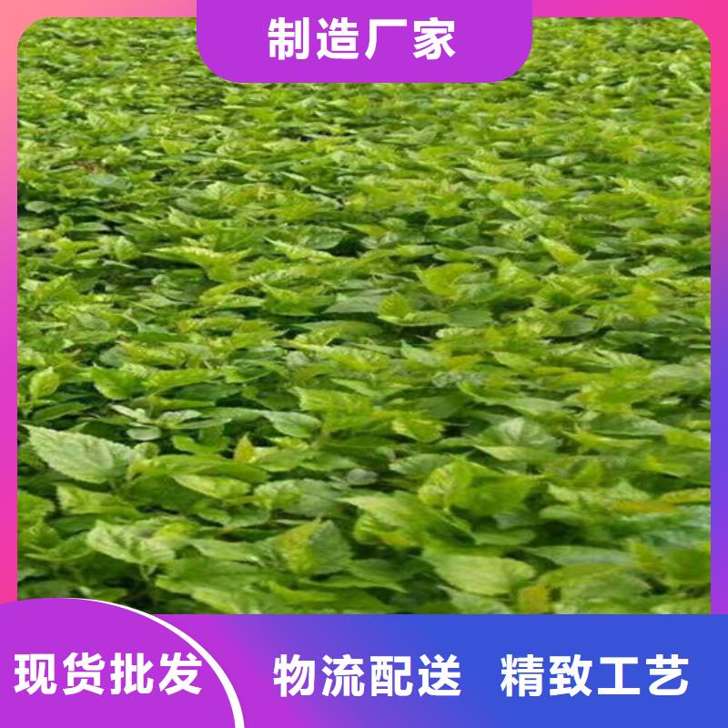 树莓苹果苗自主研发