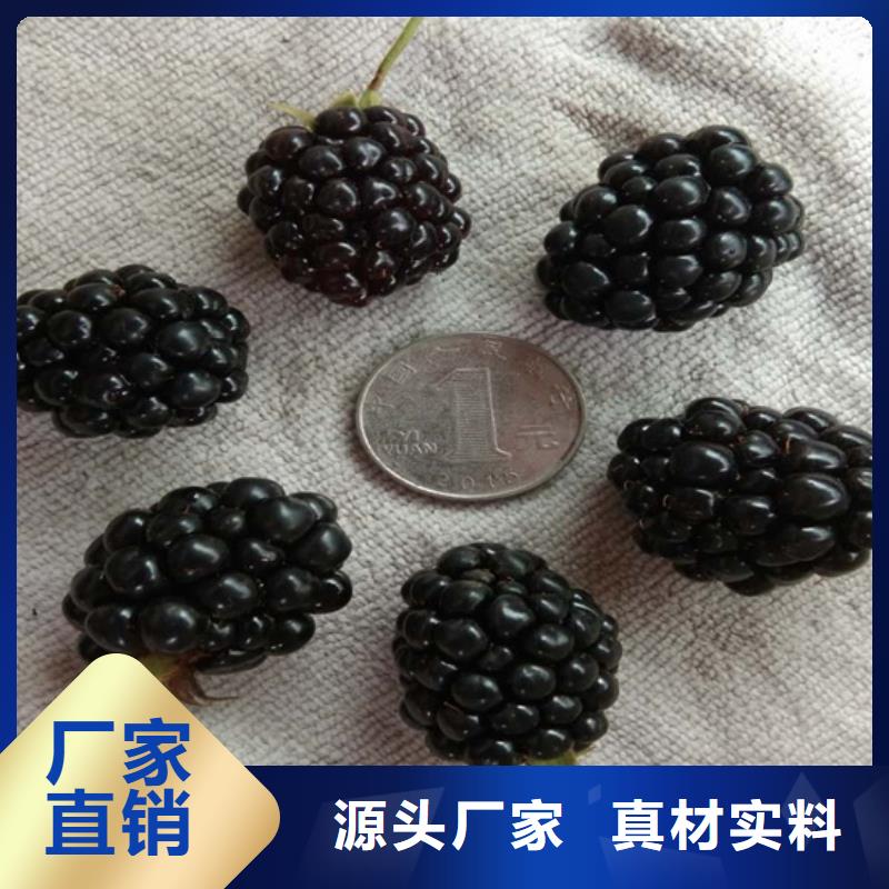 【树莓樱桃苗省心又省钱】