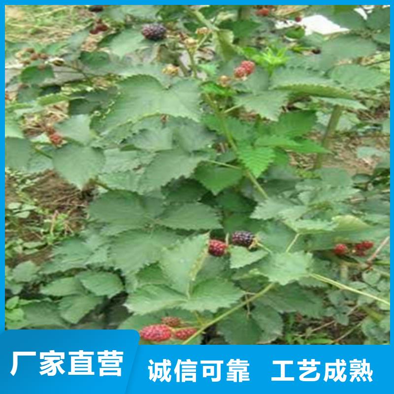 【树莓】梨树苗批发价格-轩园园艺场(普洱市分公司)