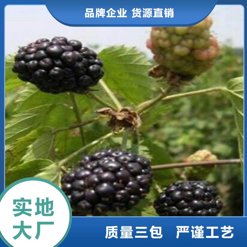 树莓-北美冬青性能稳定