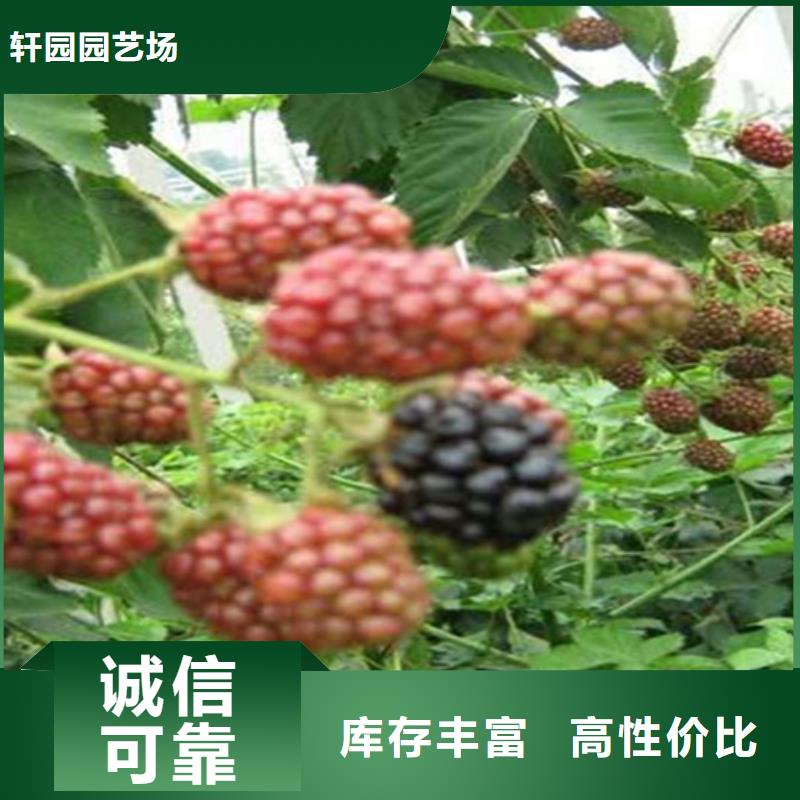 树莓-李树苗厂家直销放心