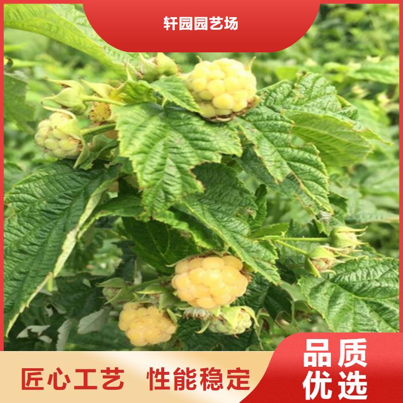 【树莓樱桃苗省心又省钱】