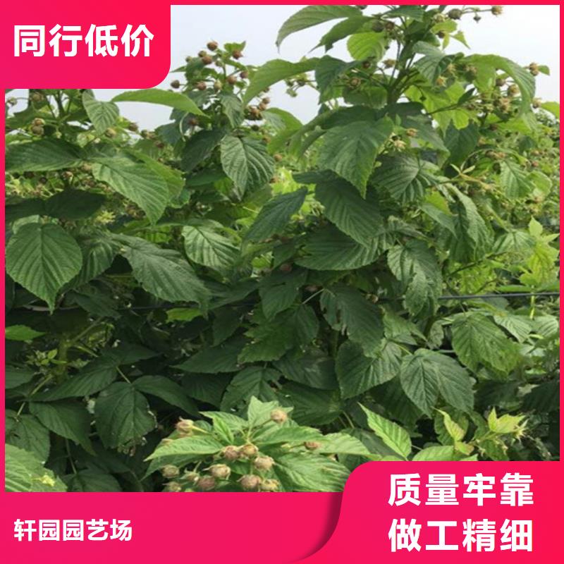 好产品价格低【树莓】梨树苗批发价格-同城当日价格-新闻资讯