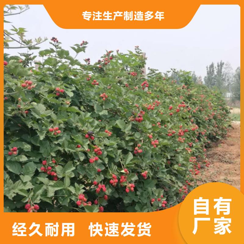 哪里有卖【从厂家买售后有保障 树莓 桃树苗质量看得见】-【本地】厂家_供应案例