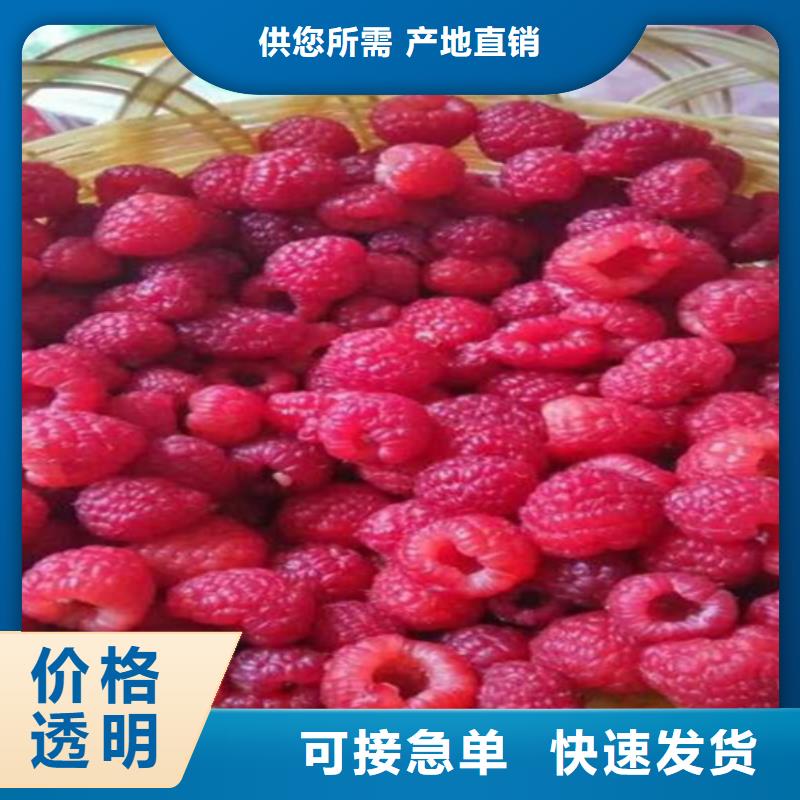 哪里有卖【从厂家买售后有保障 树莓 桃树苗质量看得见】-【本地】厂家_供应案例