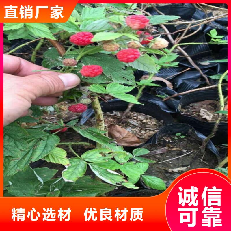 【树莓樱桃苗省心又省钱】
