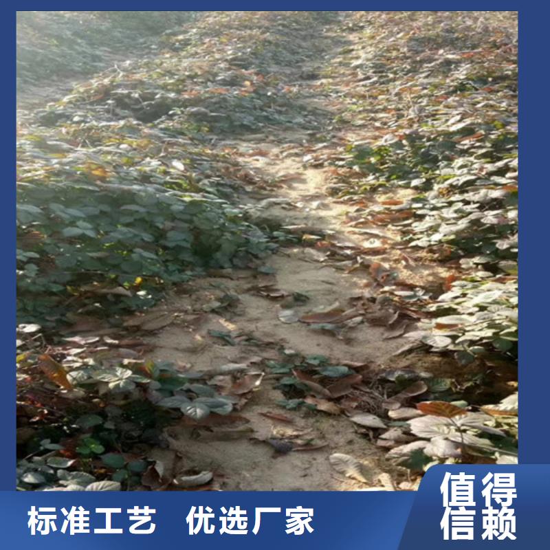 【树莓】梨树苗批发价格-轩园园艺场(普洱市分公司)