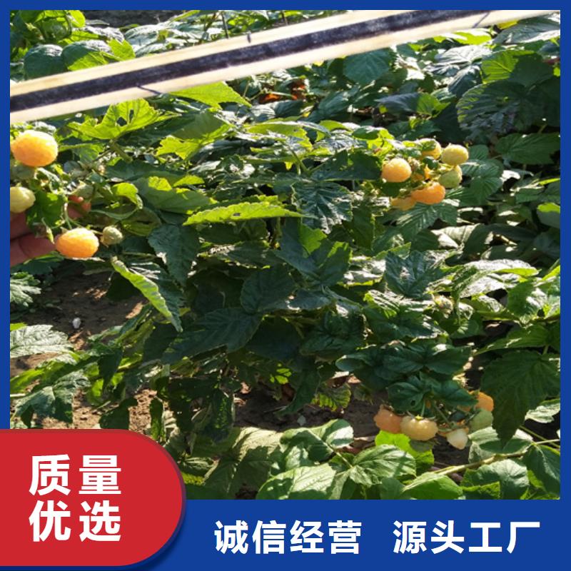 树莓-北美冬青性能稳定