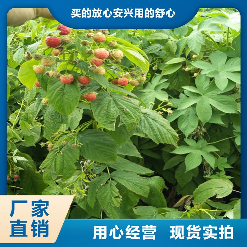 哪里有卖【从厂家买售后有保障 树莓 桃树苗质量看得见】-【本地】厂家_供应案例