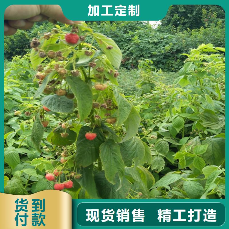 哪里有卖【从厂家买售后有保障 树莓 桃树苗质量看得见】-【本地】厂家_供应案例