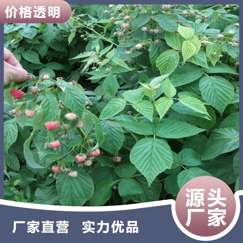 哪里有卖【从厂家买售后有保障 树莓 桃树苗质量看得见】-【本地】厂家_供应案例