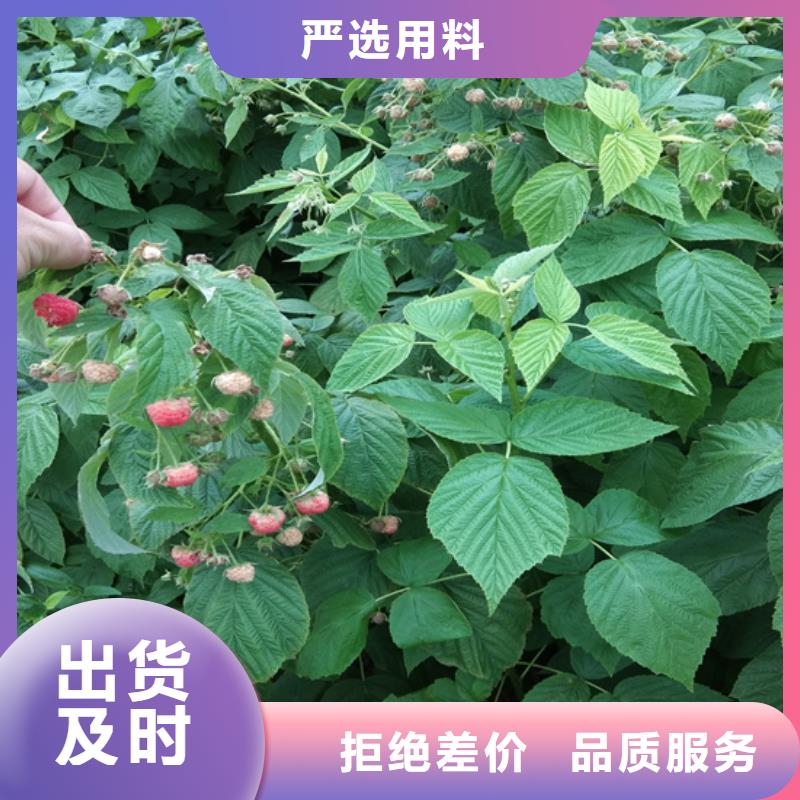 树莓-苹果苗工厂批发