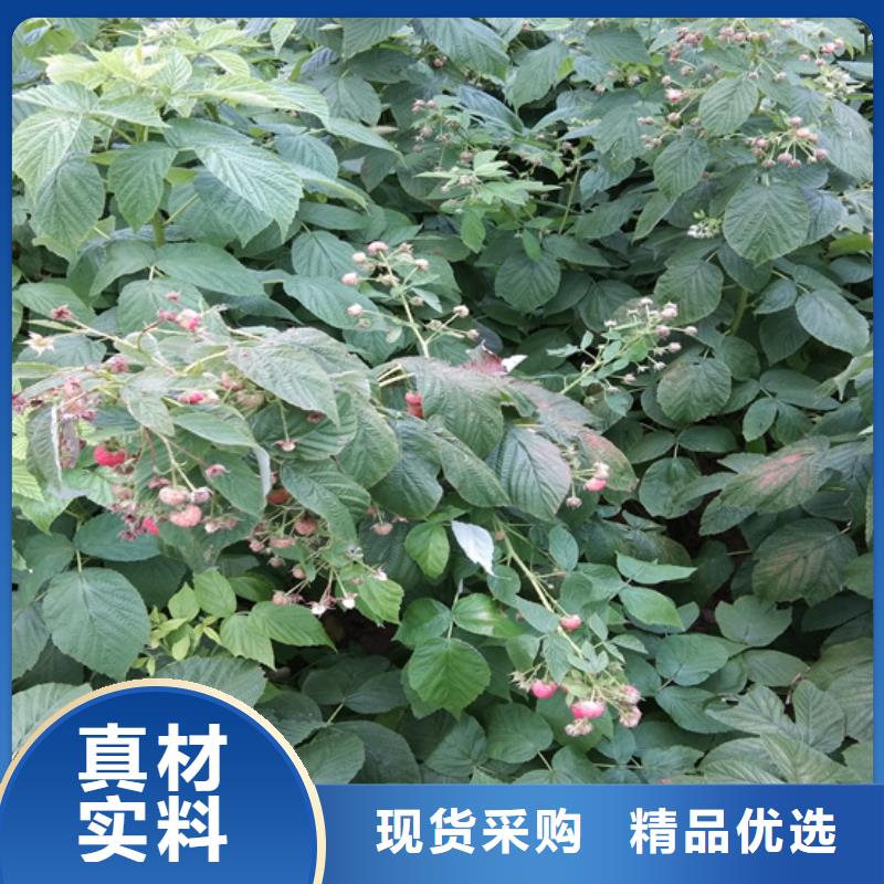 哪里有卖【从厂家买售后有保障 树莓 桃树苗质量看得见】-【本地】厂家_供应案例