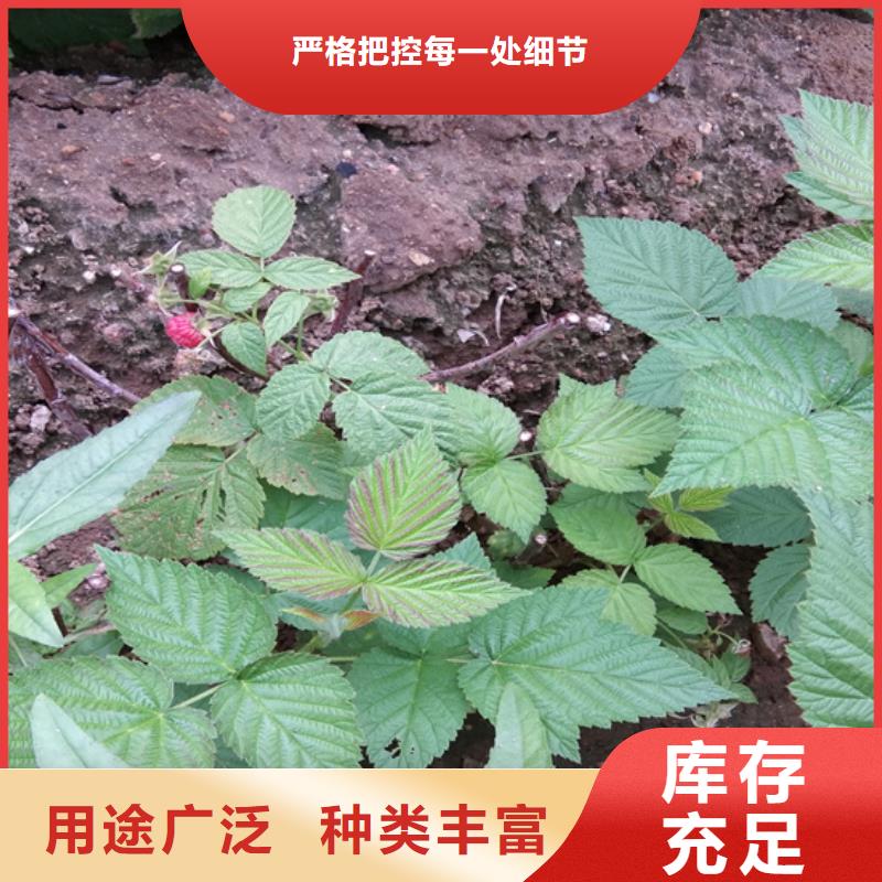 树莓桃树苗快速物流发货