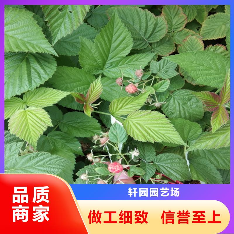 哪里有卖【从厂家买售后有保障 树莓 桃树苗质量看得见】-【本地】厂家_供应案例