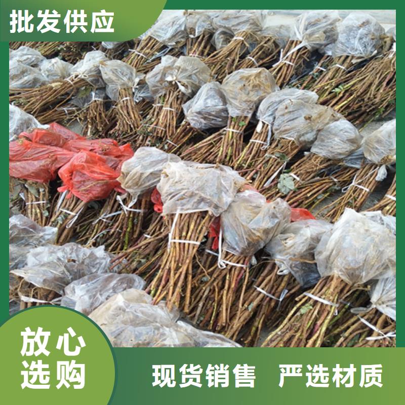 【树莓樱桃苗省心又省钱】