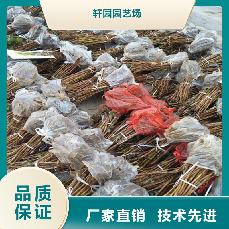 树莓苹果苗自主研发