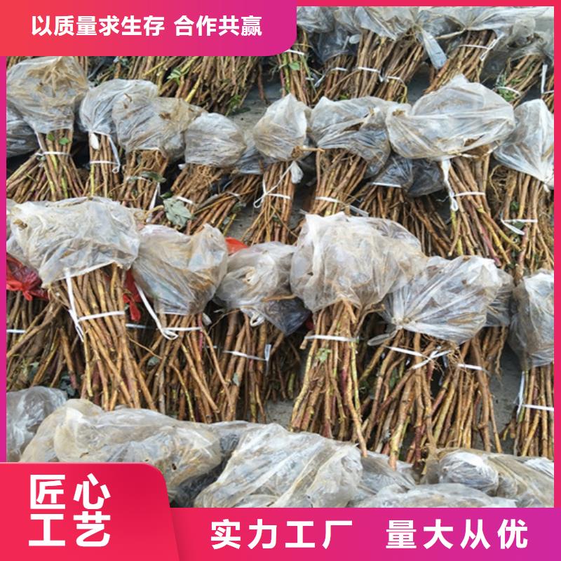 树莓樱桃苗品质商家
