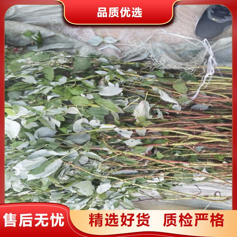 【树莓樱桃苗省心又省钱】