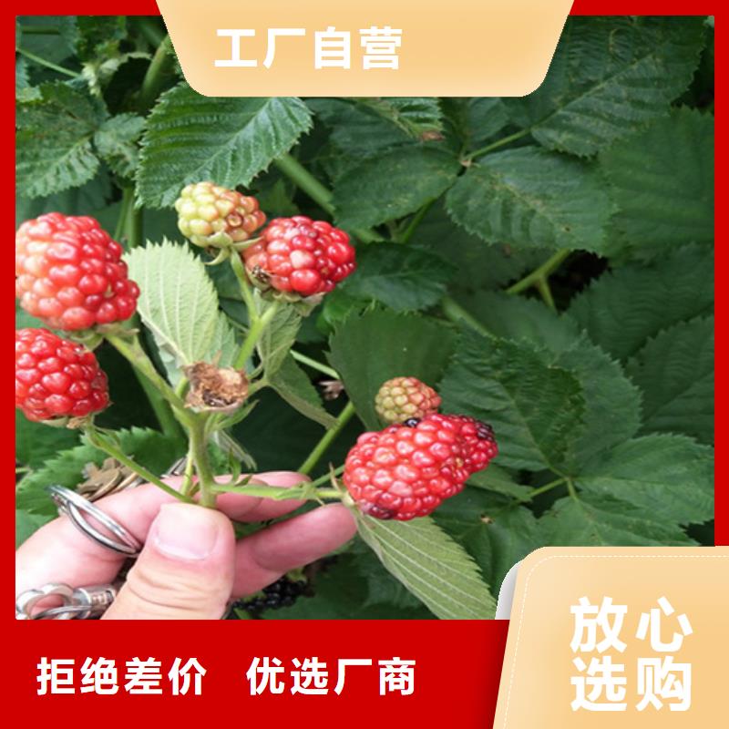 树莓板栗苗支持批发零售