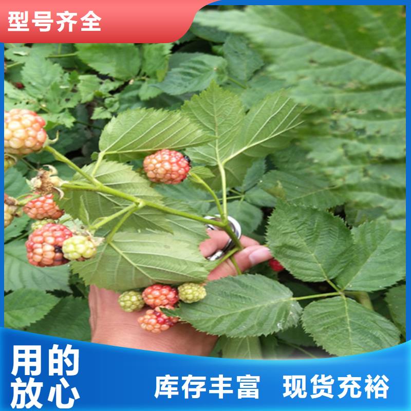 树莓-北美冬青性能稳定