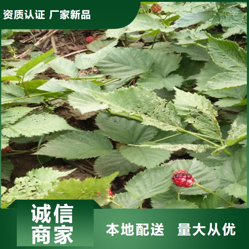 树莓桃树苗快速物流发货