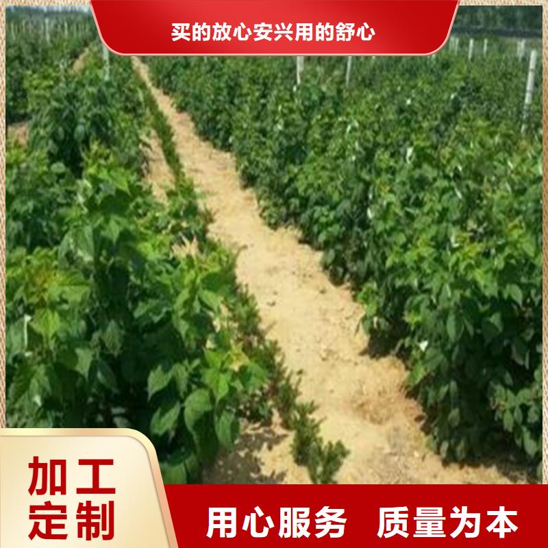 【树莓】梨树苗批发价格-轩园园艺场(普洱市分公司)