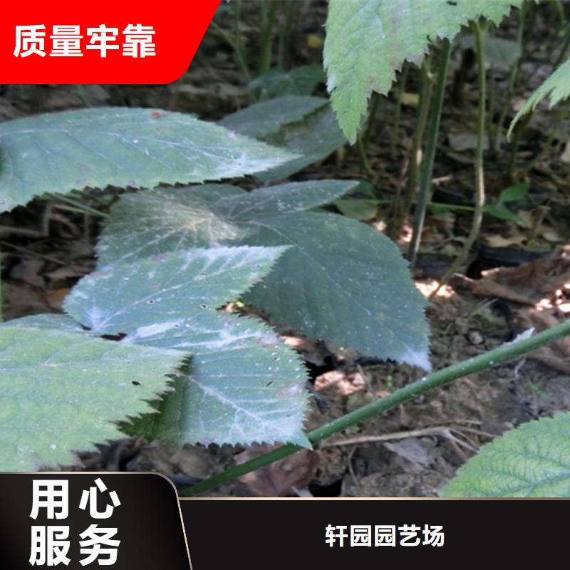 树莓-李树苗厂家直销放心