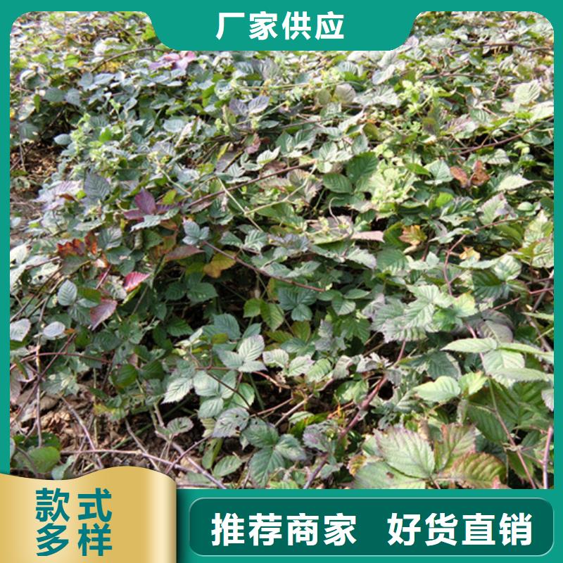 树莓桃树苗快速物流发货