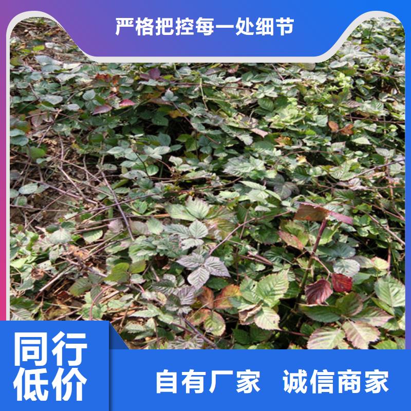 树莓-北美冬青性能稳定