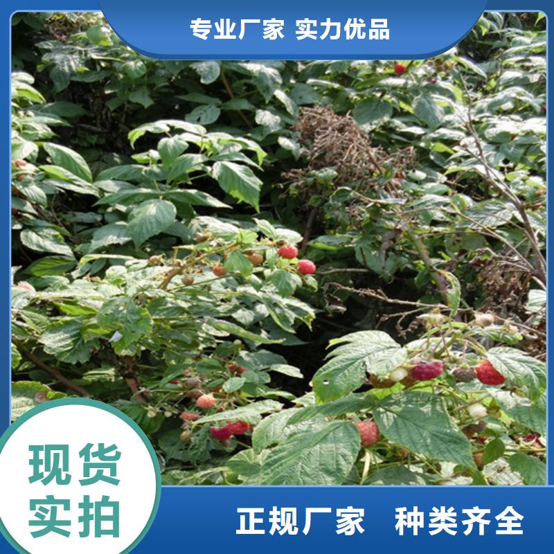 【 树莓 桃树苗质量看得见】当地供应商