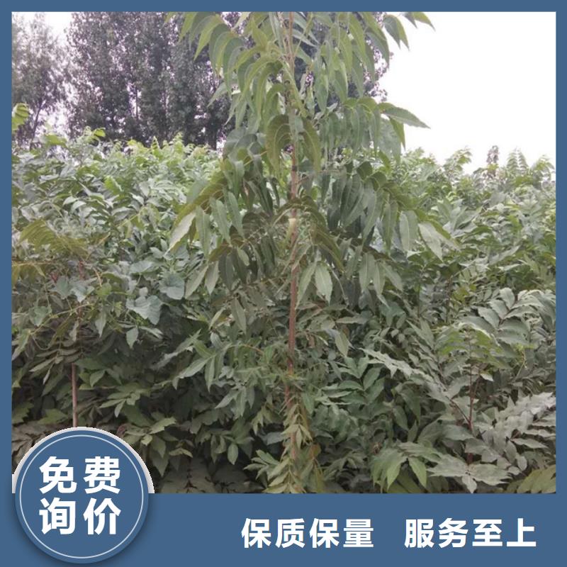 碧根果 【红颜草莓】保障产品质量 轩园园艺场(湘西市分公司)