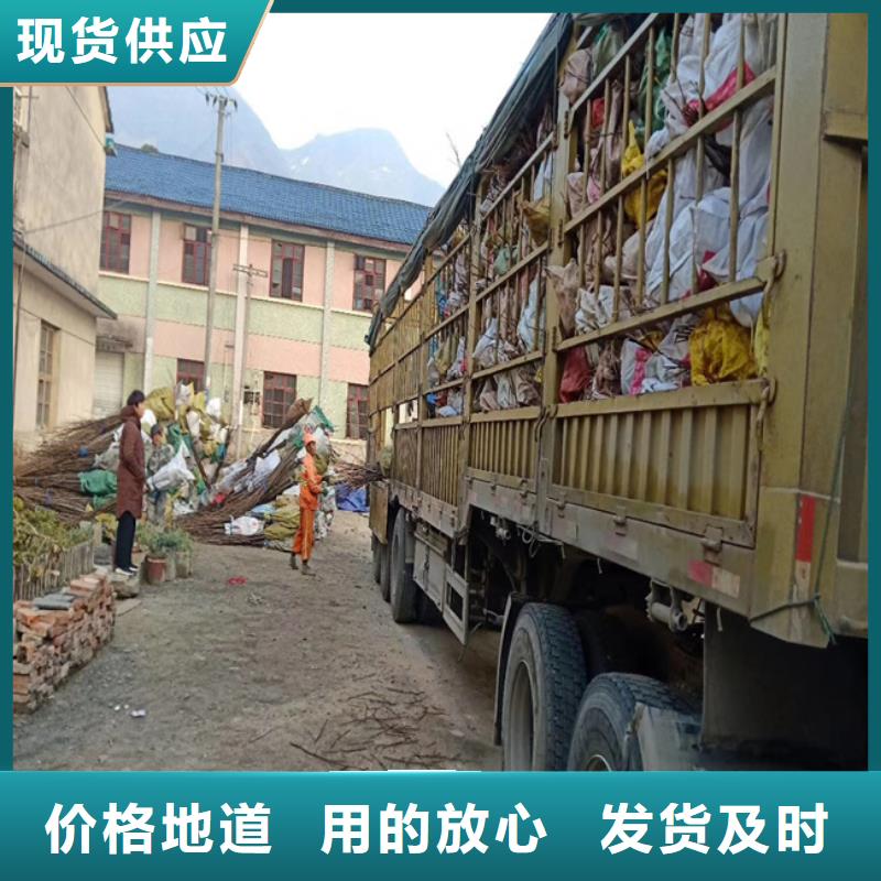 【碧根果】梨树苗诚信商家-轩园园艺场(咸阳市分公司)