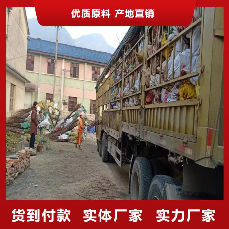 碧根果-樱桃苗好产品好服务