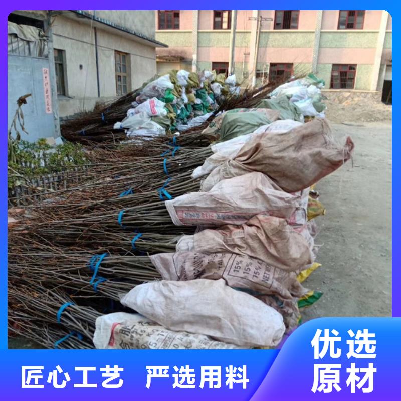 碧根果 【红颜草莓】保障产品质量 轩园园艺场(湘西市分公司)