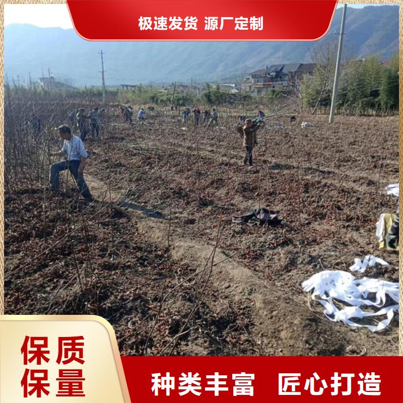 (轩园)有实力有经验 碧根果 【红颜草莓】保障产品质量-用品质说话