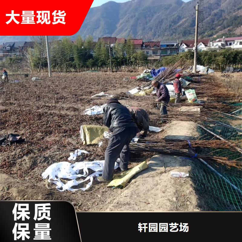 【 碧根果-苹果苗长期供应】-轩园园艺场(阿里市分公司)