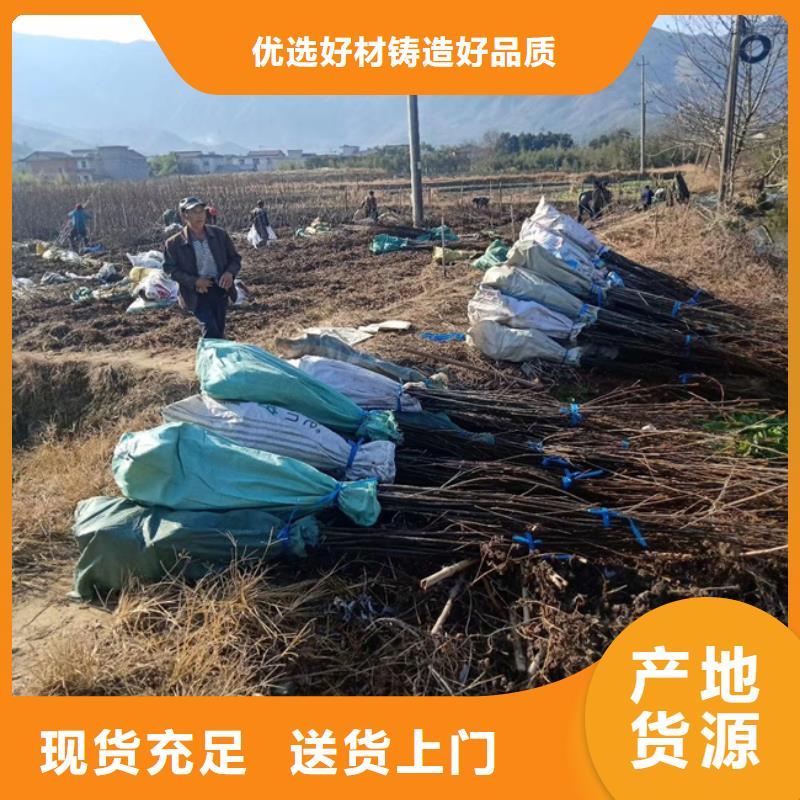 (轩园)有实力有经验 碧根果 【红颜草莓】保障产品质量-用品质说话