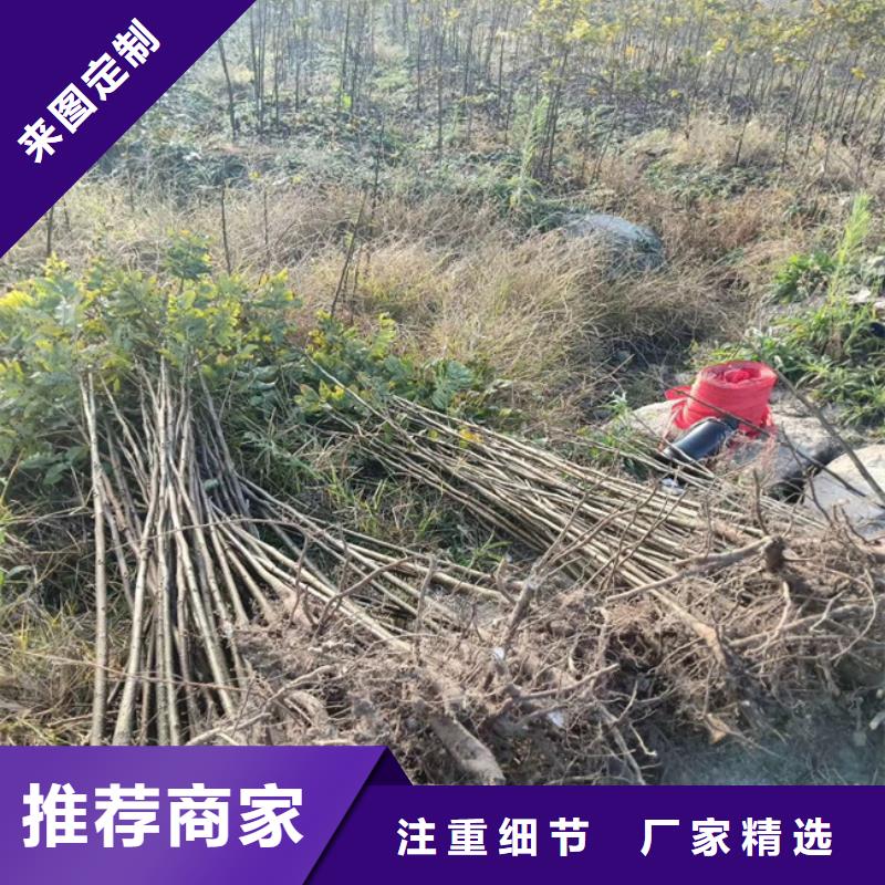 碧根果桃树苗直销厂家