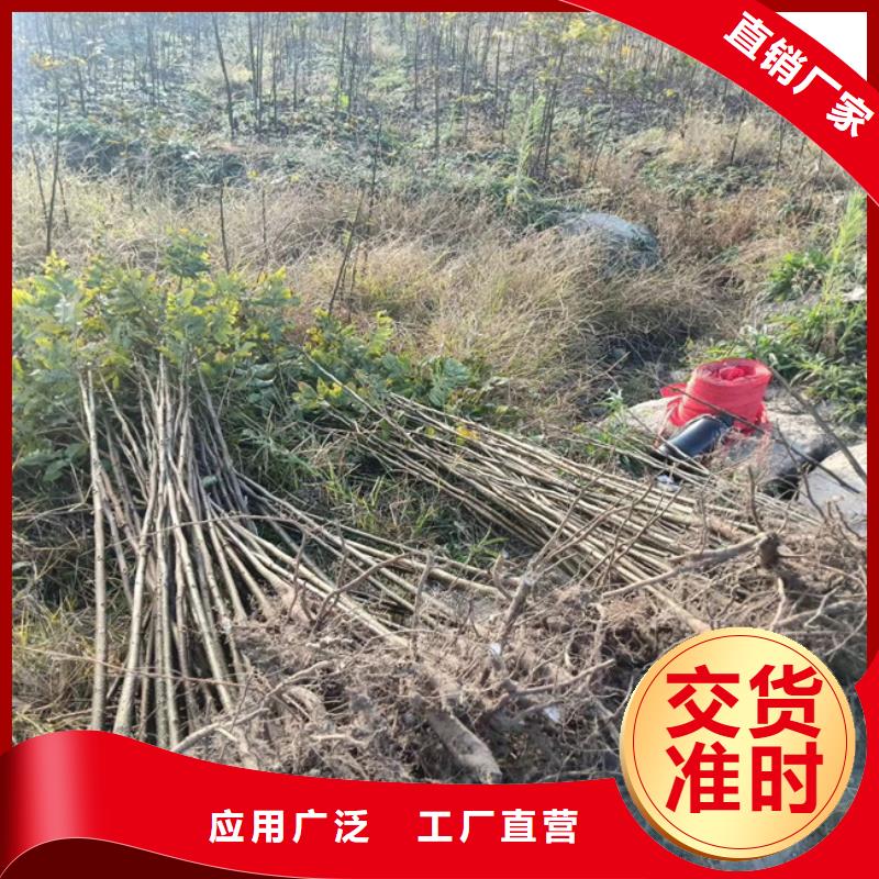 【碧根果】,苹果苗选择大厂家省事省心