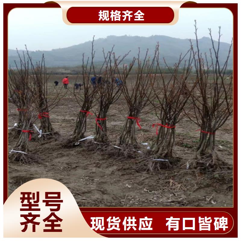(轩园)有实力有经验 碧根果 【红颜草莓】保障产品质量-用品质说话
