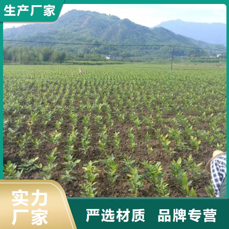 【碧根果】梨树苗诚信商家-轩园园艺场(咸阳市分公司)