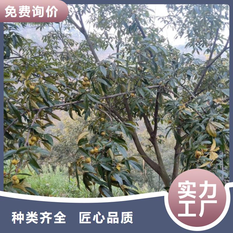(轩园)有实力有经验 碧根果 【红颜草莓】保障产品质量-用品质说话