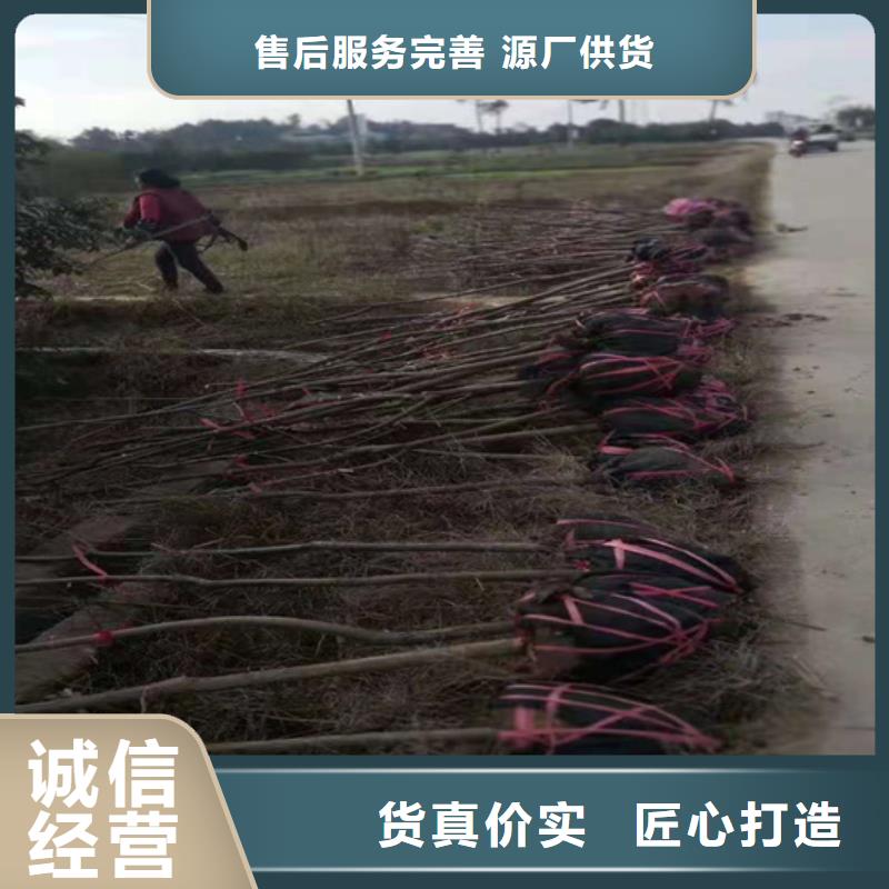 碧根果 【红颜草莓】保障产品质量 轩园园艺场(湘西市分公司)