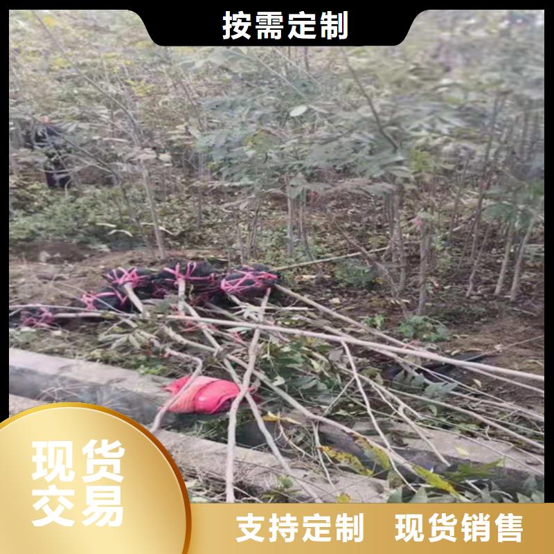 【碧根果】,苹果苗选择大厂家省事省心