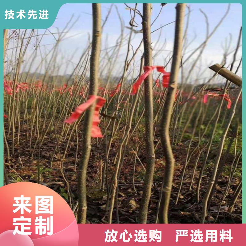 (轩园)有实力有经验 碧根果 【红颜草莓】保障产品质量-用品质说话